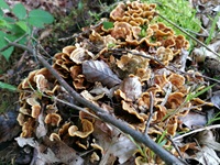 Striegeliger Schichtpilz